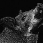 Black and white portrait of a small, domestic pig looking up. Black background