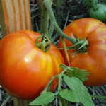 ripe tomatoes in a garden