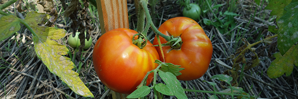 ripe tomatoes in a garden