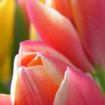 colorful tulips