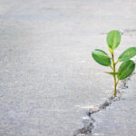 plant growing through a crack in the pavement