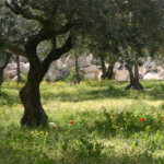 a field of trees and blooming red flowers